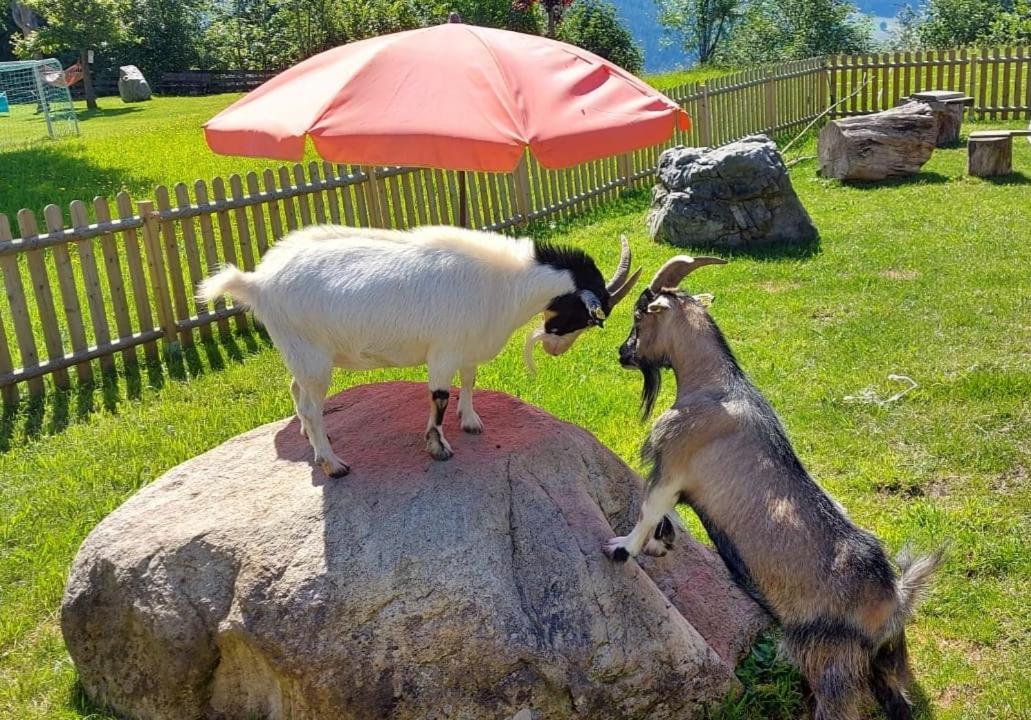 Appartamento Biobauernhof Brandlhof Ramsau am Dachstein Esterno foto