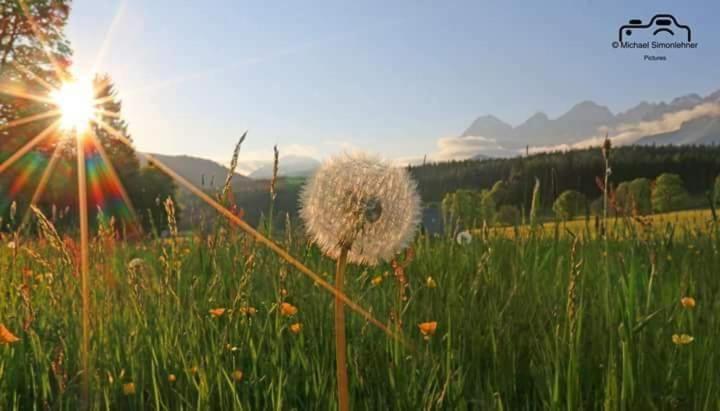 Appartamento Biobauernhof Brandlhof Ramsau am Dachstein Esterno foto