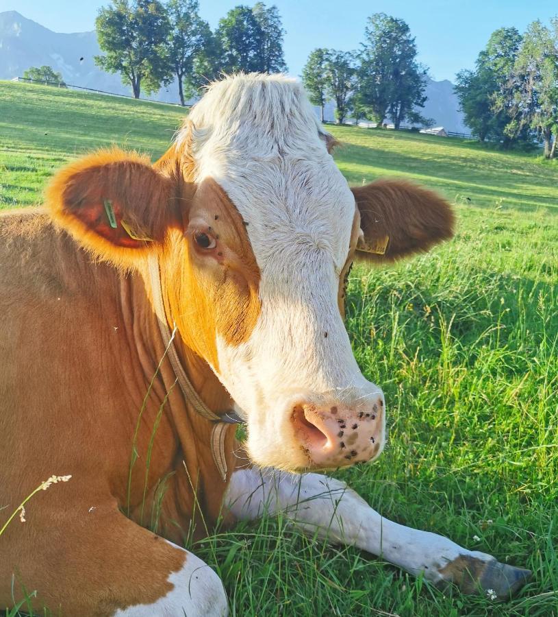 Appartamento Biobauernhof Brandlhof Ramsau am Dachstein Esterno foto