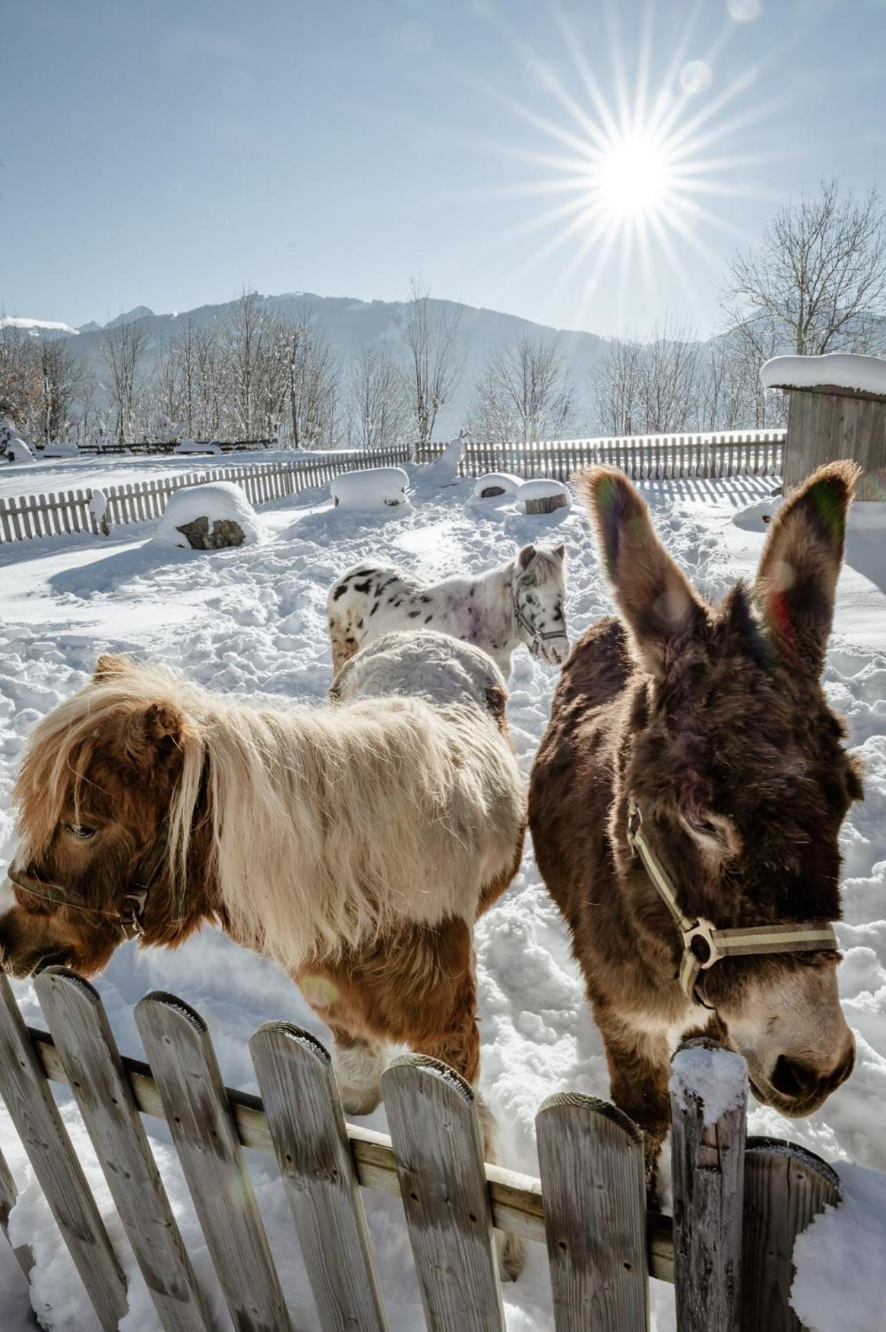 Appartamento Biobauernhof Brandlhof Ramsau am Dachstein Esterno foto
